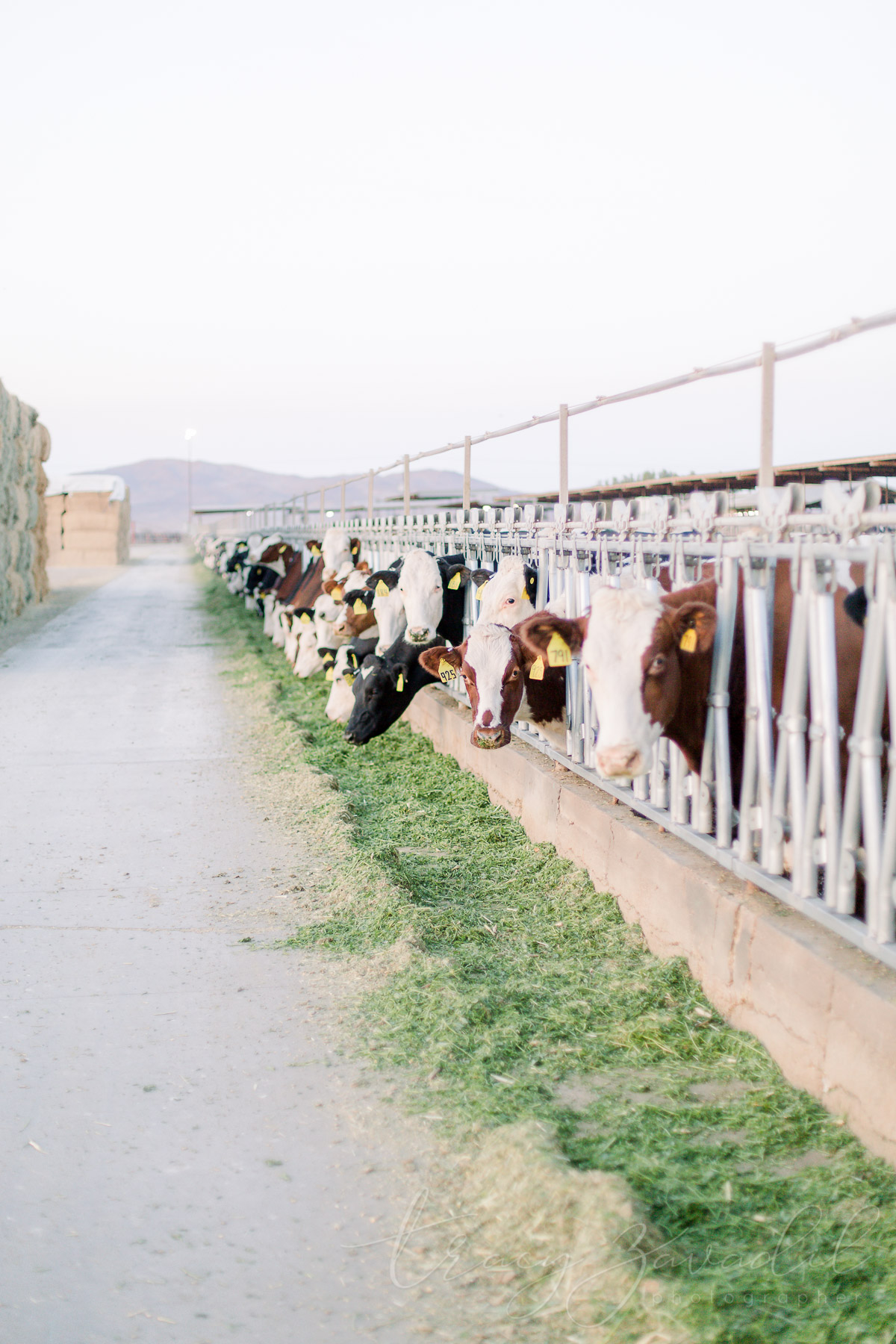 Cows